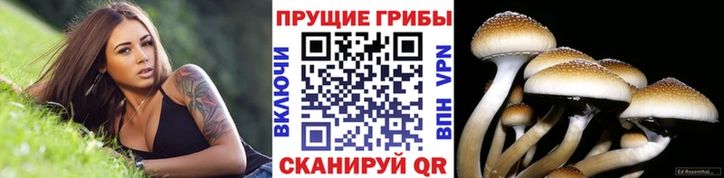 Псилоцибиновые грибы Cubensis Высоцк